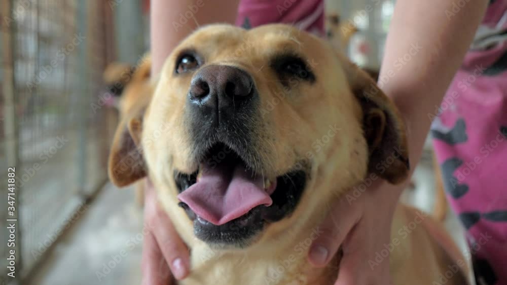 Close-up of female hands petting caged stray dog in pet shelter. People, Animals, Volunteering And Helping Concept. Close-up of female hands petting caged stray dog in pet shelter. People, Animals, Volunteering And Helping Concept.