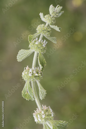 Marrubium vulgare white or common horehound ash green plant with small yellowish white flowers photo