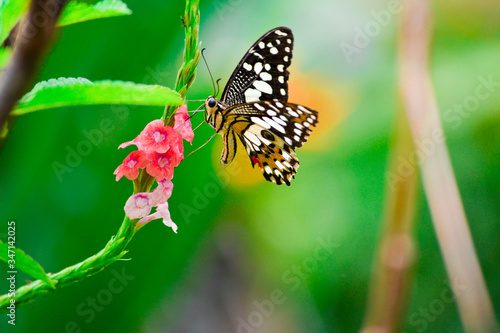 butterfly on a flower