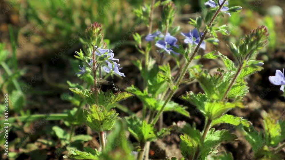 Flying winged ant, alates sits on spring delicate blue flowers, wild life macro with green leaves and blurred video background Flying winged ant, alates sits on spring delicate blue flowers, wild life macro with green leaves and blurred video background