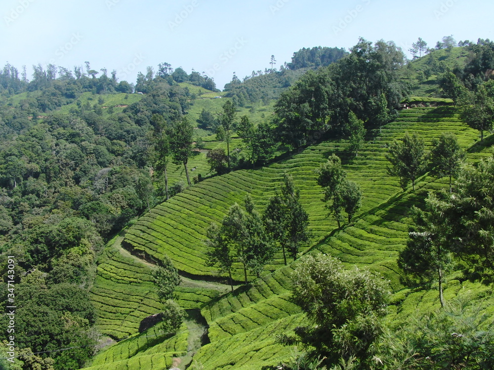 Munnar landscape beauty with elevated tea plantations
