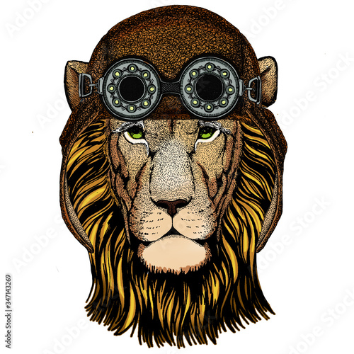 Lion head. Wild animal portrait. Face of african cat. Aviator flying leather helmet with googles.