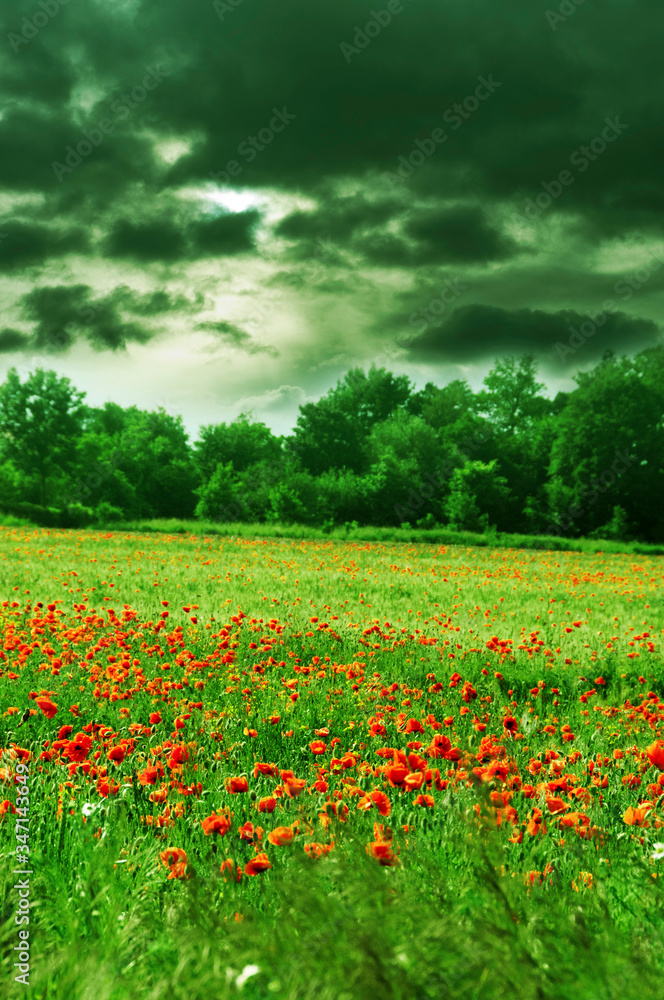 landscape with meadow - field - with grass and red poppies, green trees and bushes with beautiful cloudy sky before storm landscape with meadow - field - with grass and red poppies, green trees and bushes with beautiful cloudy sky before storm