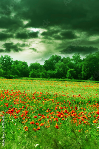 landscape with meadow - field - with grass and red poppies, green trees and bushes with beautiful cloudy sky before storm 
