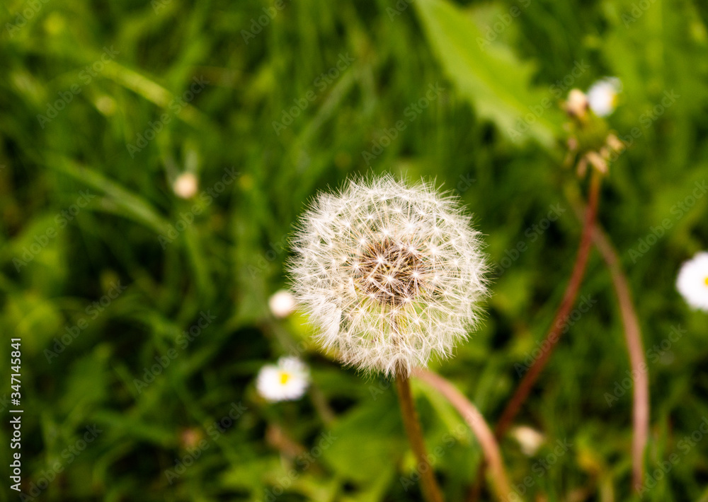 Photo of a close-up beautiful dandelion surrounded by green grass Photo of a close-up beautiful dandelion surrounded by green grass
