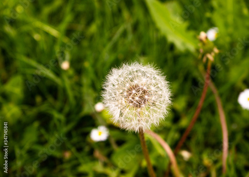 Photo of a close-up beautiful dandelion surrounded by green grass