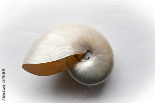 Centered view of a chambered nautilus shell, beautiful mother of pearl finish, isolated on white, horizontal aspect photo