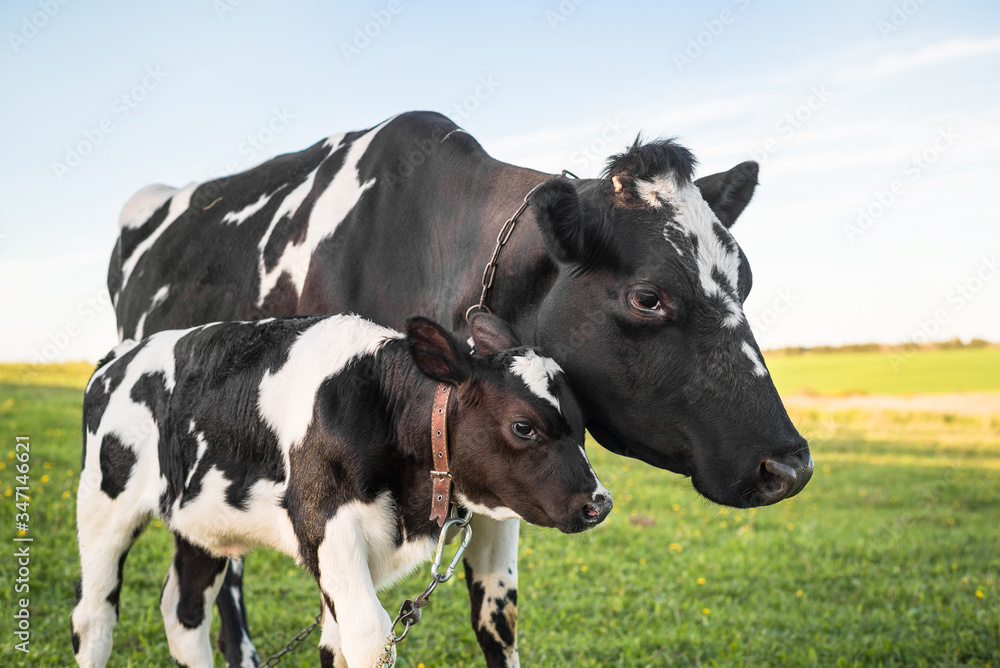 Cow with her calf in a meadow, pasture Cow with her calf in a meadow, pasture