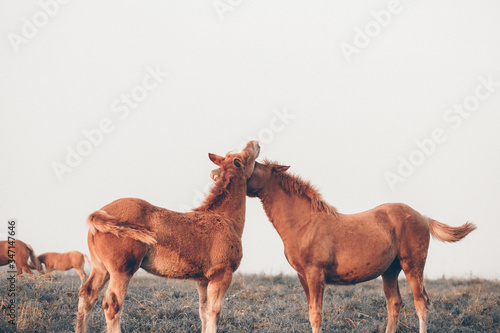 two foals at the field