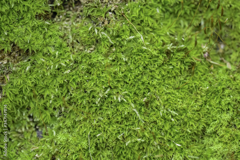 Texture of an ancient wall covered with green moss. Photographed in close-up. Macro photo of moss on a stone wall Texture of an ancient wall covered with green moss. Photographed in close-up. Macro photo of moss on a stone wall