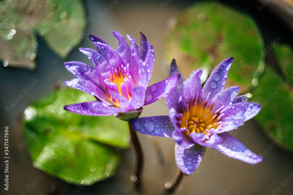 Purple blooming lotus flower with water drops Purple blooming lotus flower with water drops