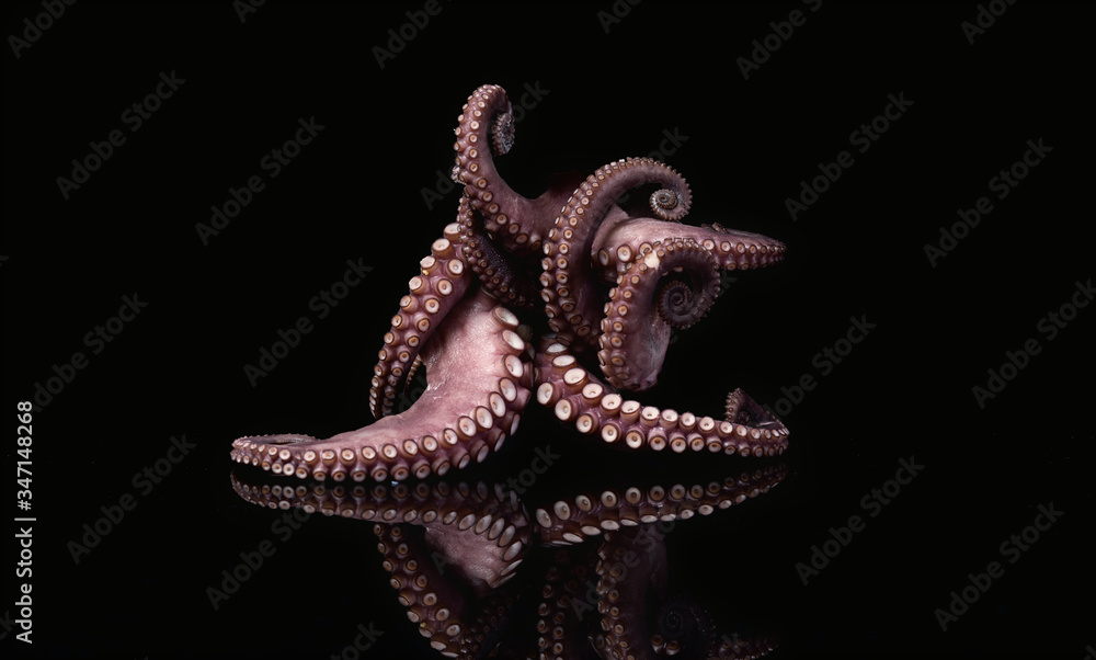 octopus tentacle food seafood animal