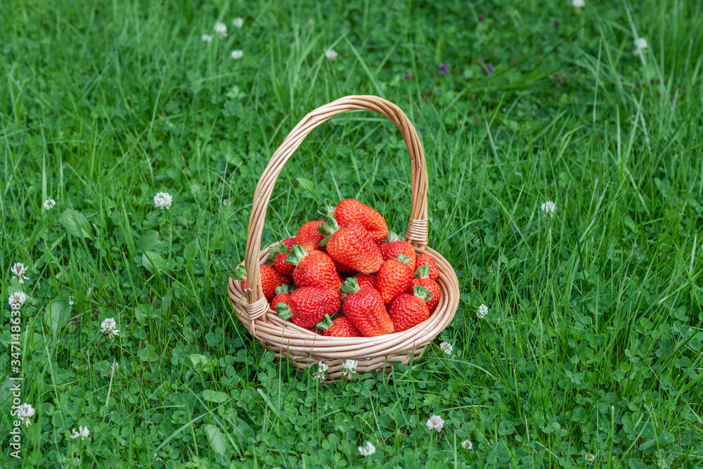 Wicker basket on green grass with red strawberries Wicker basket on green grass with red strawberries