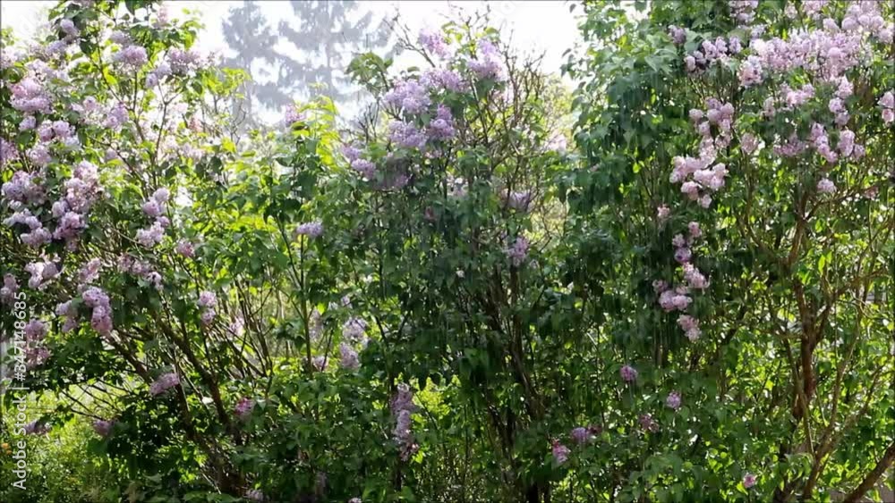Lilac under streams of rain in spring
Lilac under streams of rain in spring