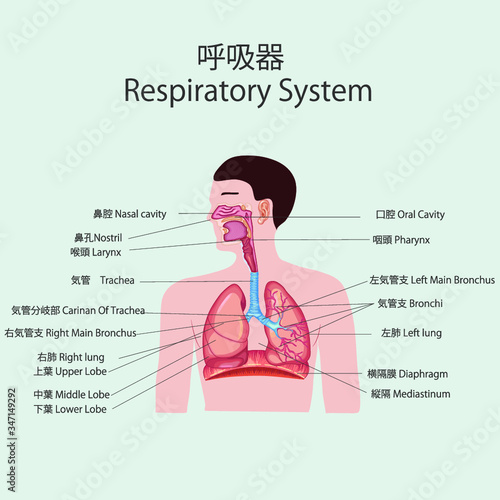 呼吸器