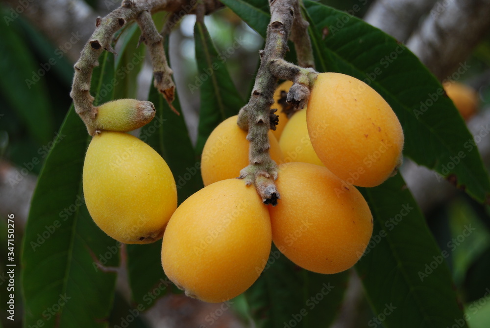 Nispero, Japanese Loquat, Asian Fruit Tree