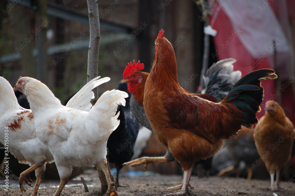 Fototapeta premium rooster and hens