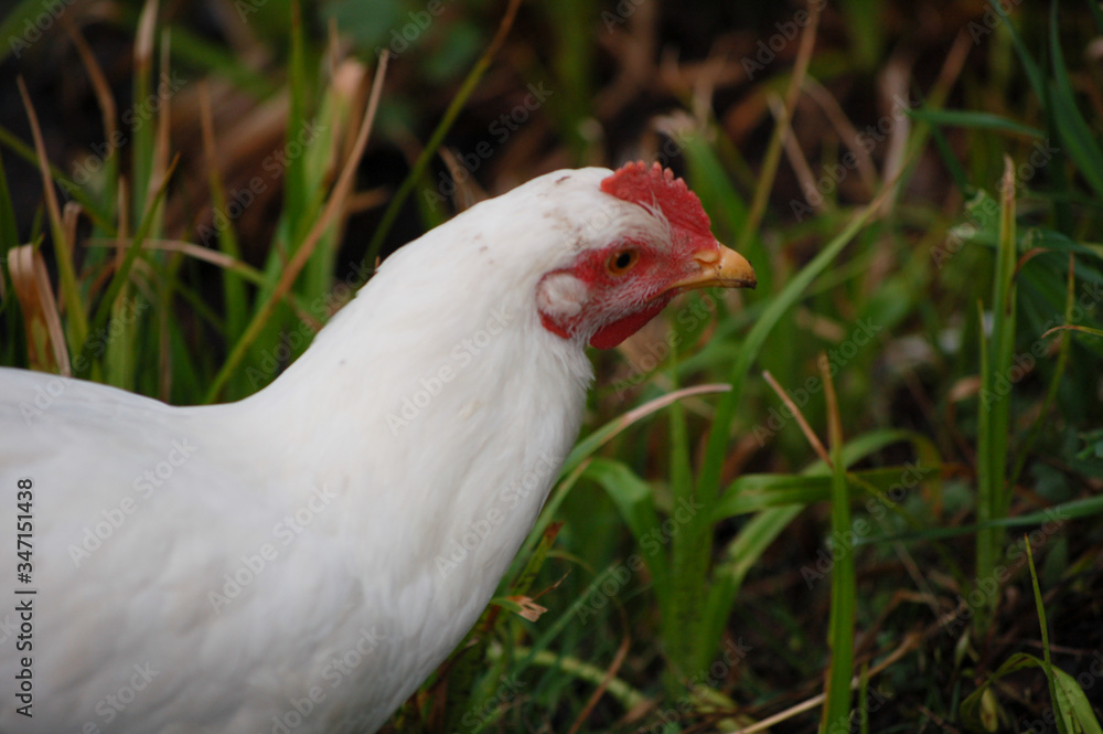 Fototapeta premium white chicken on green grass