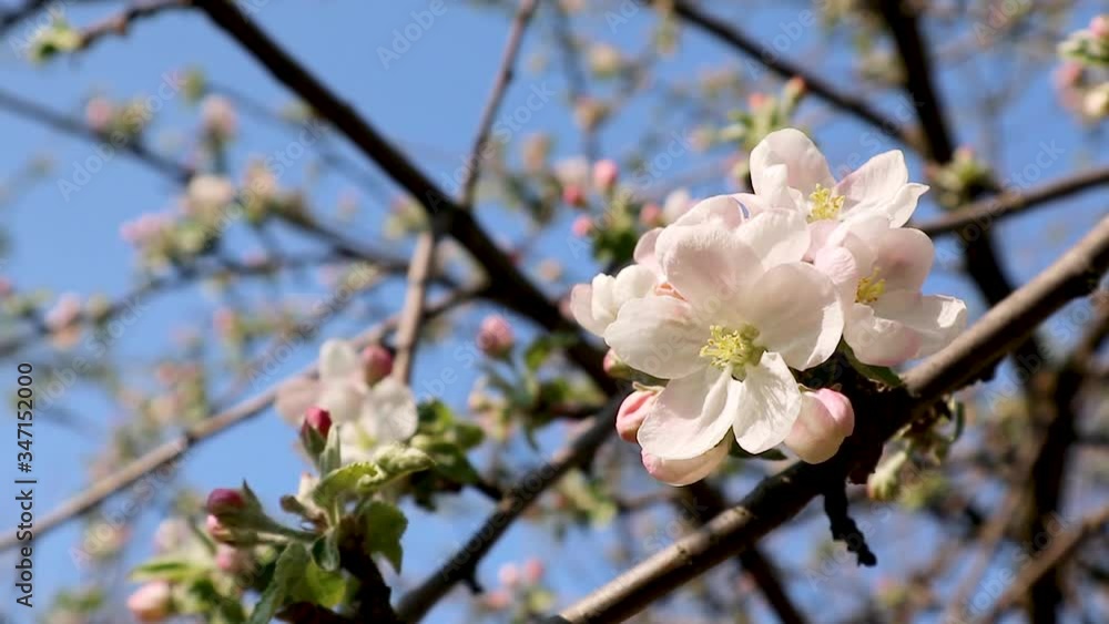 The Calville Blanc (White Winter Calville) apple cultivar blossom big flower on branch. Apple tree spring delicate white pink flowers bloom in garden close-up background. The Calville Blanc (White Winter Calville) apple cultivar blossom big flower on branch. Apple tree spring delicate white pink flowers bloom in garden close-up background.
