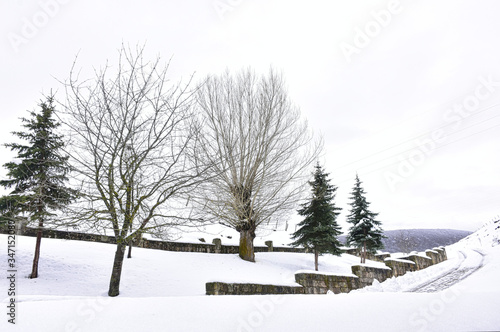 Trees and their leaves in the snow © Jaime
