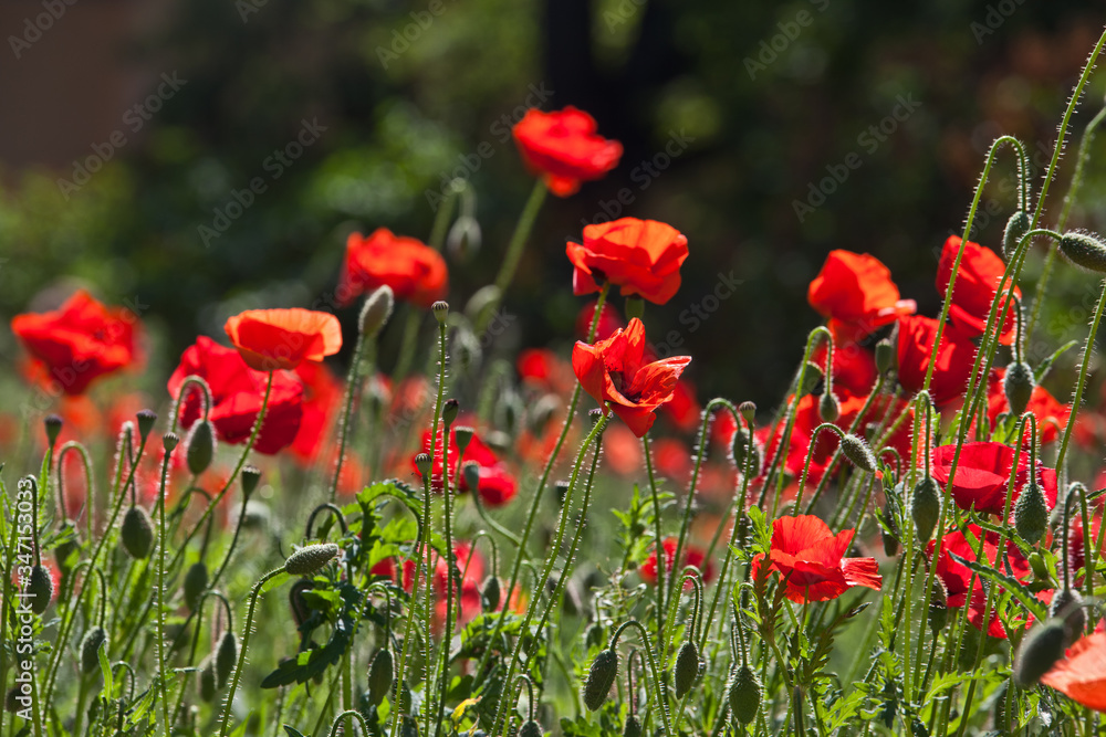 Blooming red poppies in the garden