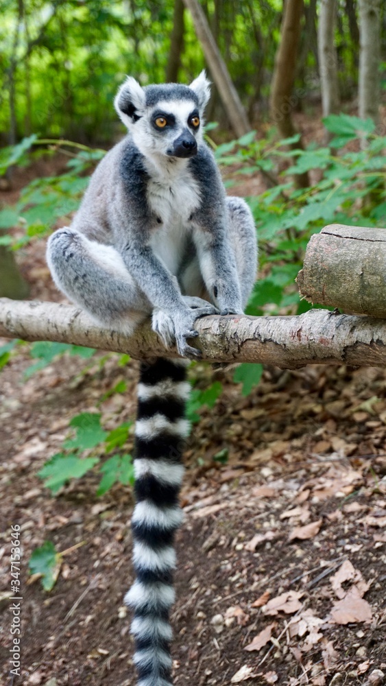 Fototapeta premium Lemur monkeys in Straußberg, Germany
