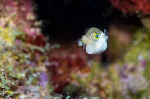 Close up of Sharpnose Pufferfish in coral reef of the Caribbean Sea around Curacao photo