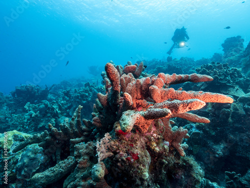 Seascape in turquoise water of coral reef in Caribbean Sea / Curacao with diver, fish, coral and sponge 