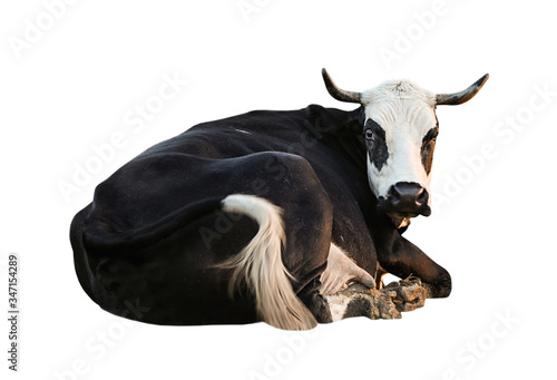 Fotografie Beautiful cow on white background. Animal husbandry