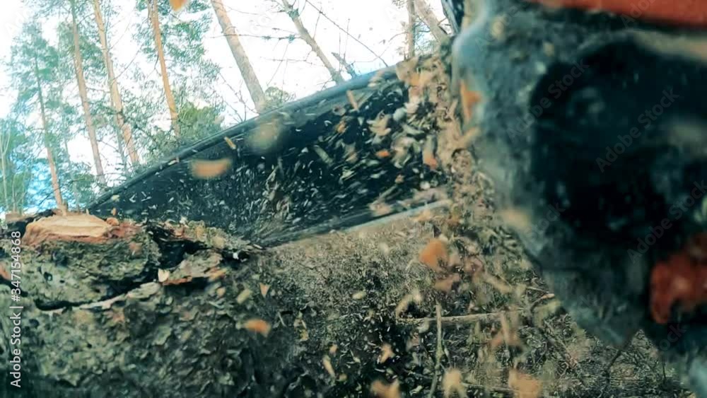 Vidéo Stock Wood dust is flying around while the tree is getting sawn ...