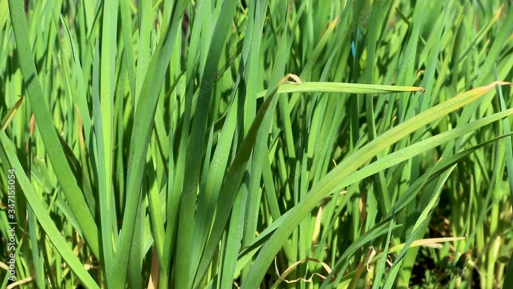 Green vibrant fresh spring garlic grass growing in garden. Sunny close-up waving in wind lawn video slow-motion background Green vibrant fresh spring garlic grass growing in garden. Sunny close-up waving in wind lawn video slow-motion background
