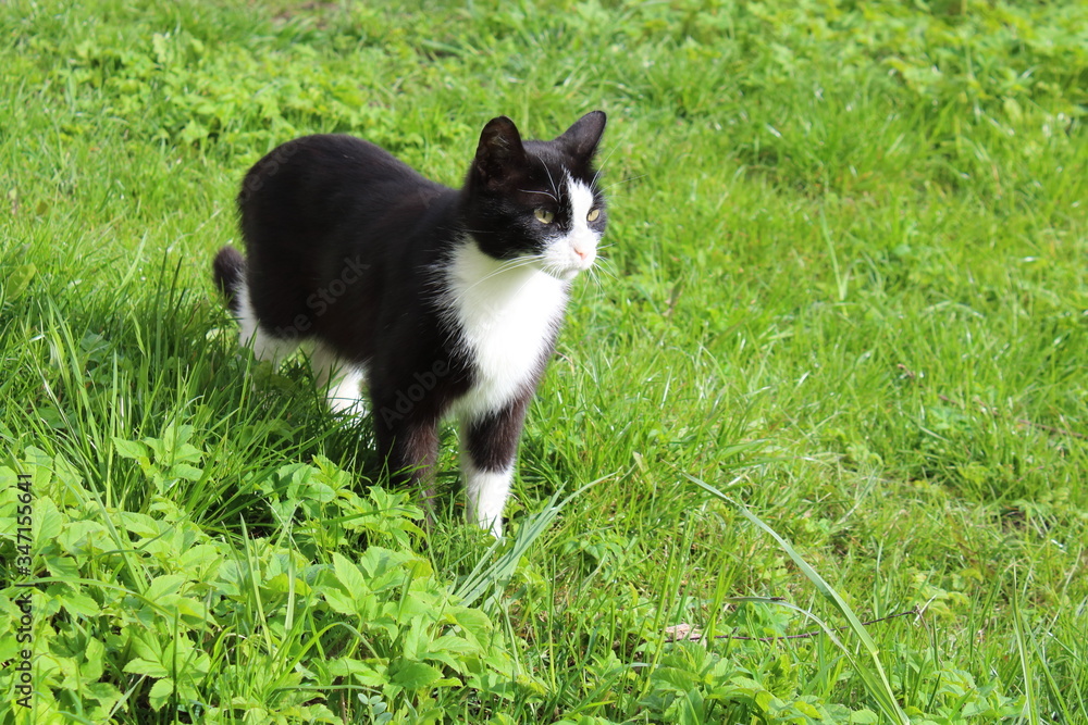 a black cat walks on the green grass