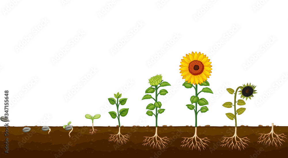 Sunflower life cycle. Growth stages from seed to flowering Stock ...