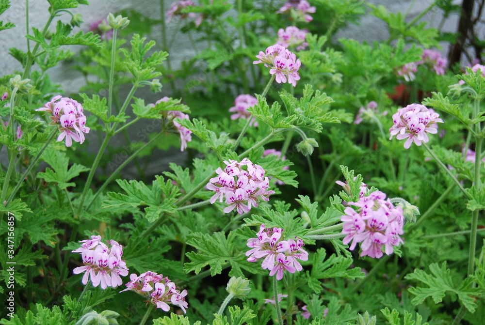 Outdoor Citronella Plant with Floral