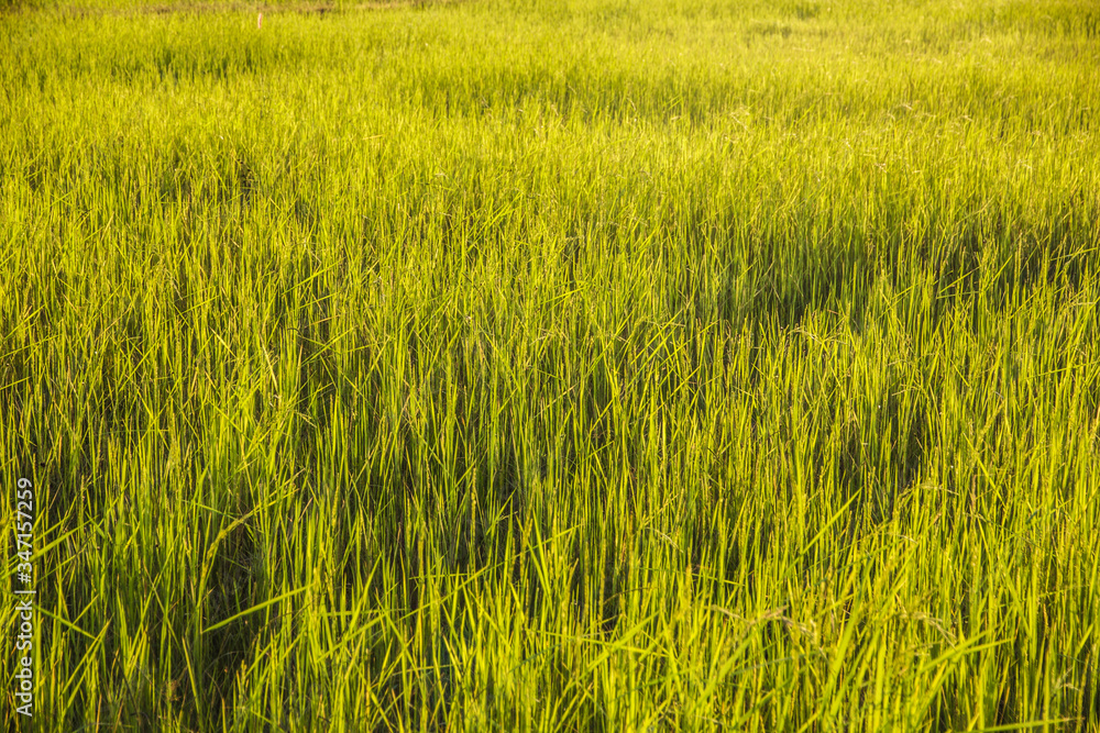 Sunset at the rice paddy field Sunset at the rice paddy field