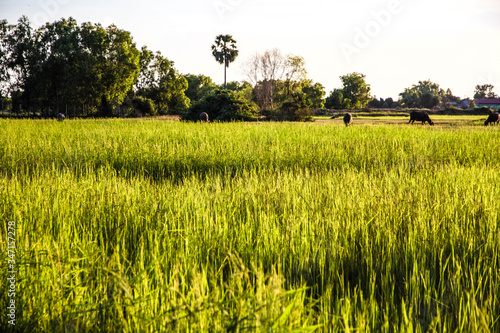 Sunset at the rice paddy field