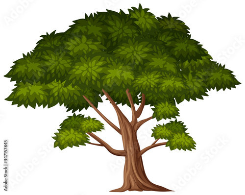 One big tree on white background