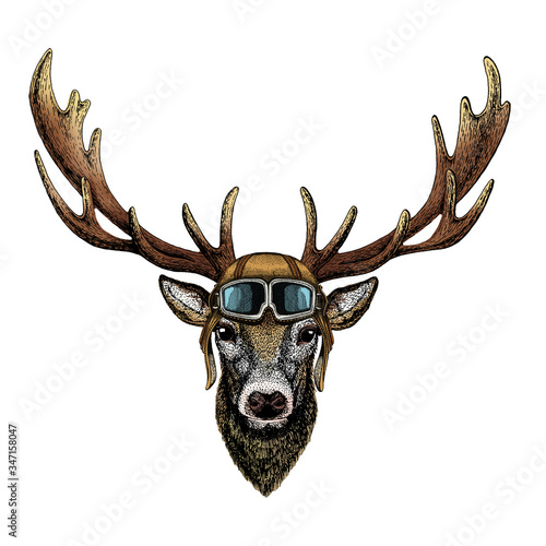 Deer portrait. Head of wild animal. Vintage aviator helmet with googles.