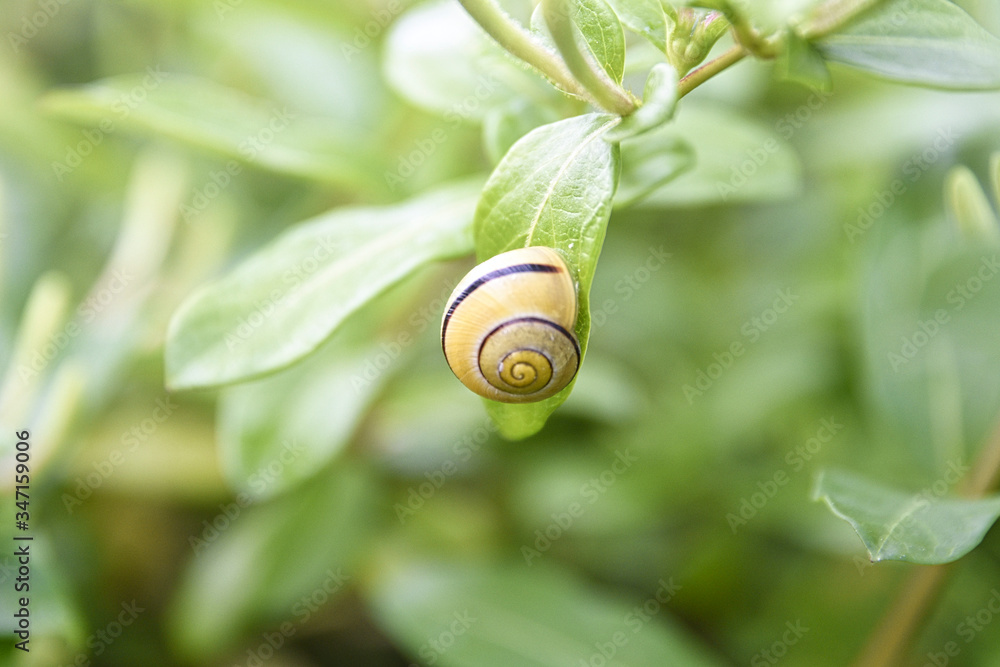 small yellow snail on green background small yellow snail on green background