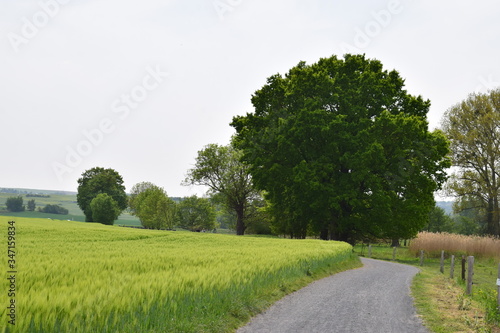 Frühling im Sumpfland der Eifel, Thürer Wiesen photo