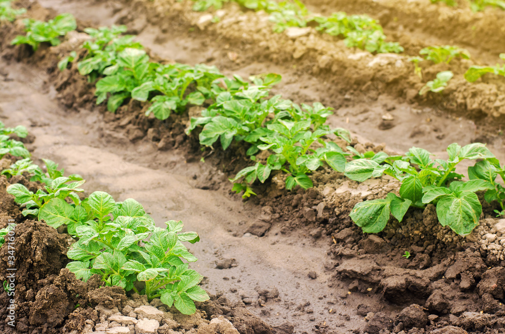 Plantation of young potatoes grow in the field. Growing organic vegetables. Agribusiness. Farming, agriculture. Selective focus Plantation of young potatoes grow in the field. Growing organic vegetables. Agribusiness. Farming, agriculture. Selective focus