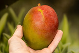 man holds red-green mango fruit on a green background