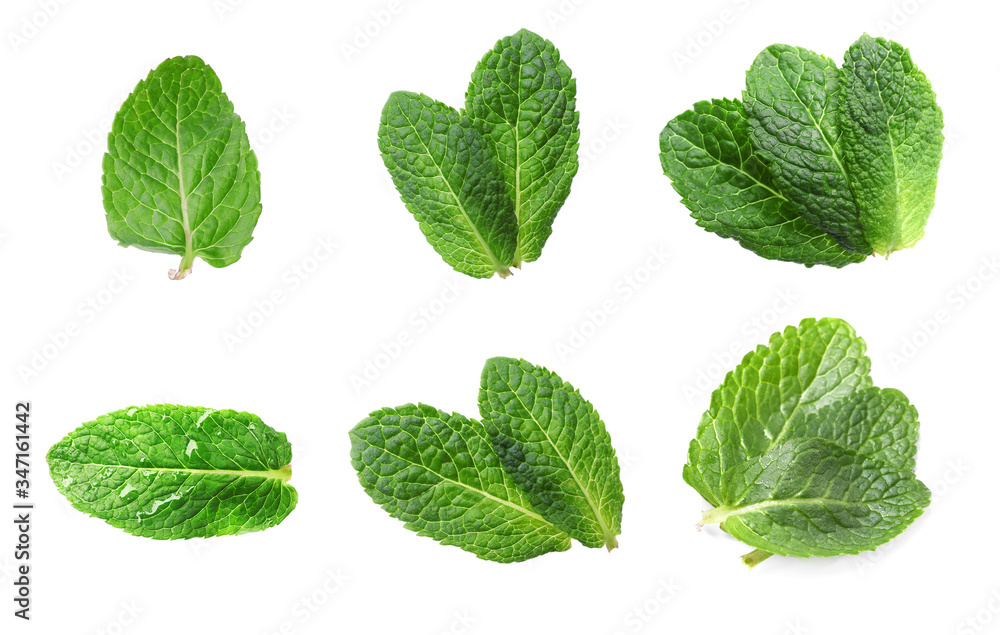 Set with green leaves of fresh mint on white background Set with green leaves of fresh mint on white background