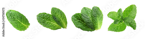 Set with green leaves of fresh mint on white background. Banner design