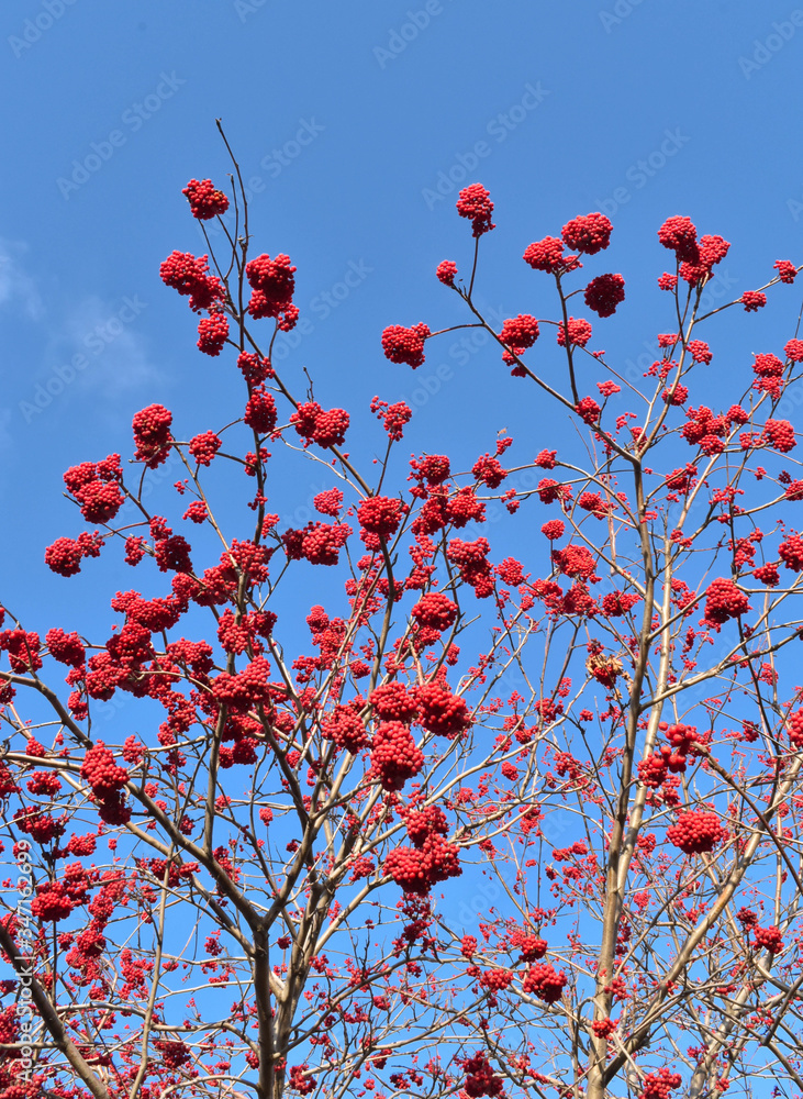 Red mountain ash on a bright blue sky Red mountain ash on a bright blue sky