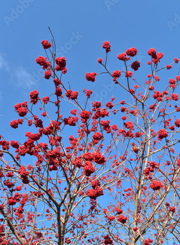 Red mountain ash on a bright blue sky