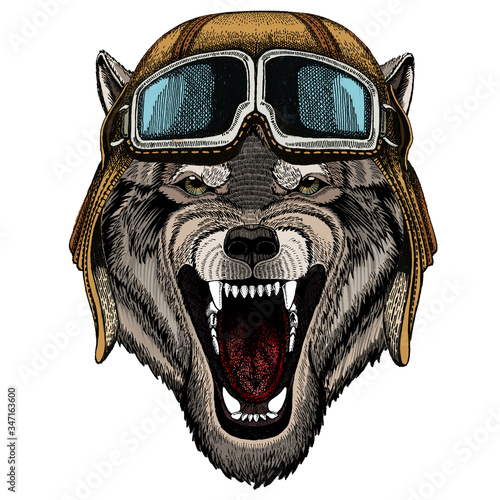 Wolf portrait. Head of wild animal. Vintage aviator helmet with googles. photo