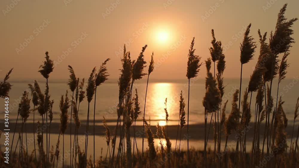 Selective soft focus of beach dry grass in front of beautiful sunset and river, reed stalks blowing in the wind, golden water surface and evening glow, nature concept. Reed Silhouette