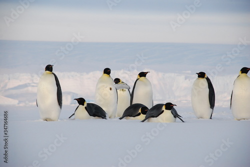 group of penguins