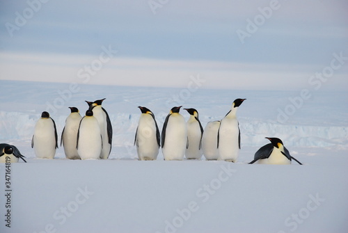 emperor penguins in antarctica